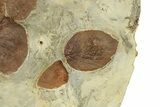 Stunning Double-Sided Fossil Leaf Plate - Montana #271012-5